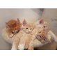 Maine Coon - Katze