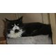Maine Coon - Katze