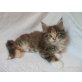 Maine Coon - Katze