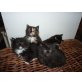 Maine Coon - Katze