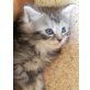 Maine Coon - Katze