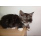 Maine Coon - Katze