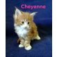 Maine Coon - Katze