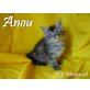 Maine Coon - Katze