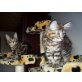 Maine Coon - Katze