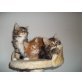 Maine Coon - Katze