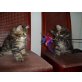 Maine Coon - Katze