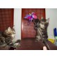 Maine Coon - Katze