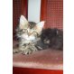 Maine Coon - Katze