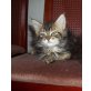 Maine Coon - Katze