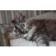 Maine Coon - Katze
