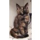 Maine Coon - Katze