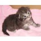 Maine Coon - Katze