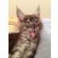Maine Coon - Katze