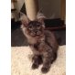 Maine Coon - Katze