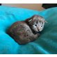 Maine Coon - Katze