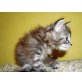 Maine Coon - Katze