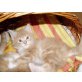 Maine Coon - Katze