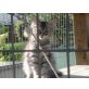 Maine Coon - Katze