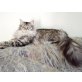 Maine Coon - Katze