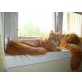 Maine Coon - Katze