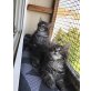 Maine Coon - Katze