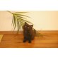 Maine Coon - Katze