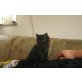 Maine Coon - Katze