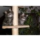 Maine Coon - Katze