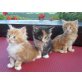 Maine Coon - Katze
