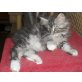 Maine Coon - Katze