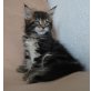 Maine Coon - Katze