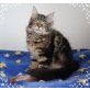 Maine Coon - Katze