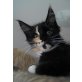 Maine Coon - Katze