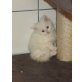 Maine Coon - Katze