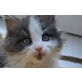 Maine Coon - Katze