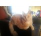 Maine Coon - Katze