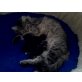 Maine Coon - Katze