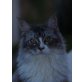 Maine Coon - Katze