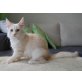 Maine Coon - Katze