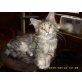 Maine Coon - Katze
