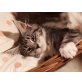 Maine Coon - Katze