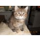 Maine Coon - Katze
