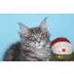 Maine Coon - Katze