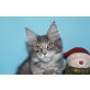 Maine Coon - Katze