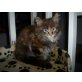 Maine Coon - Katze
