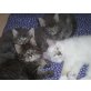 Maine Coon - Katze