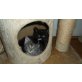 Maine Coon - Katze