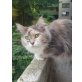 Maine Coon - Katze