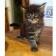 Maine Coon - Katze